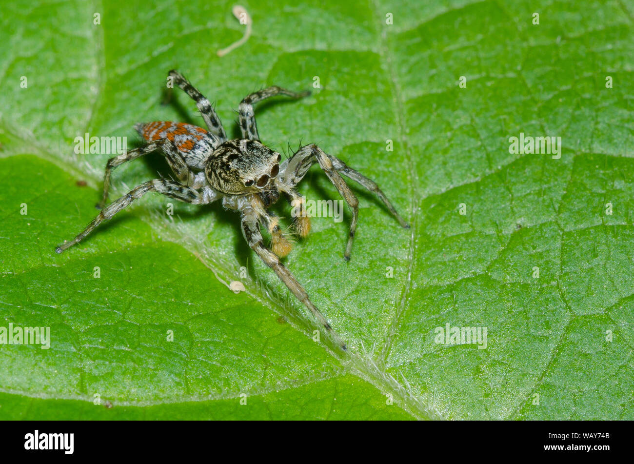 Dimorphic Jumping Spider, Maevia inclemens, maschio Foto Stock