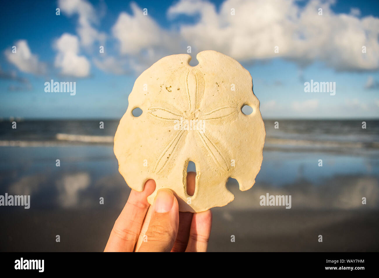 Mano azienda Sand dollar, seascape in background - Isola di Itamaraca, Brasile Foto Stock