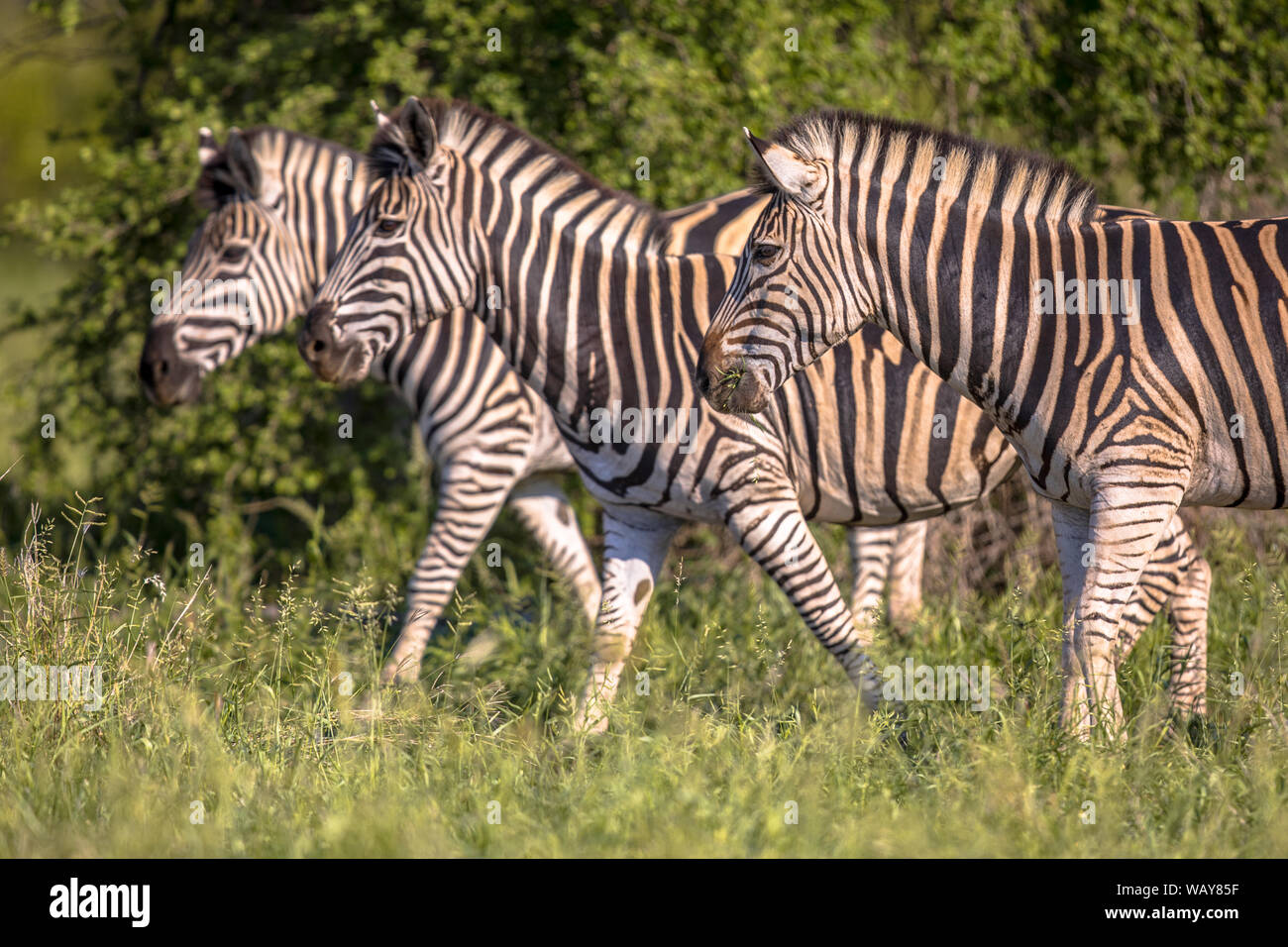 Tre Comuni Zebra (Equus quagga) nel parco nazionale Kruger Sud Africa Foto Stock