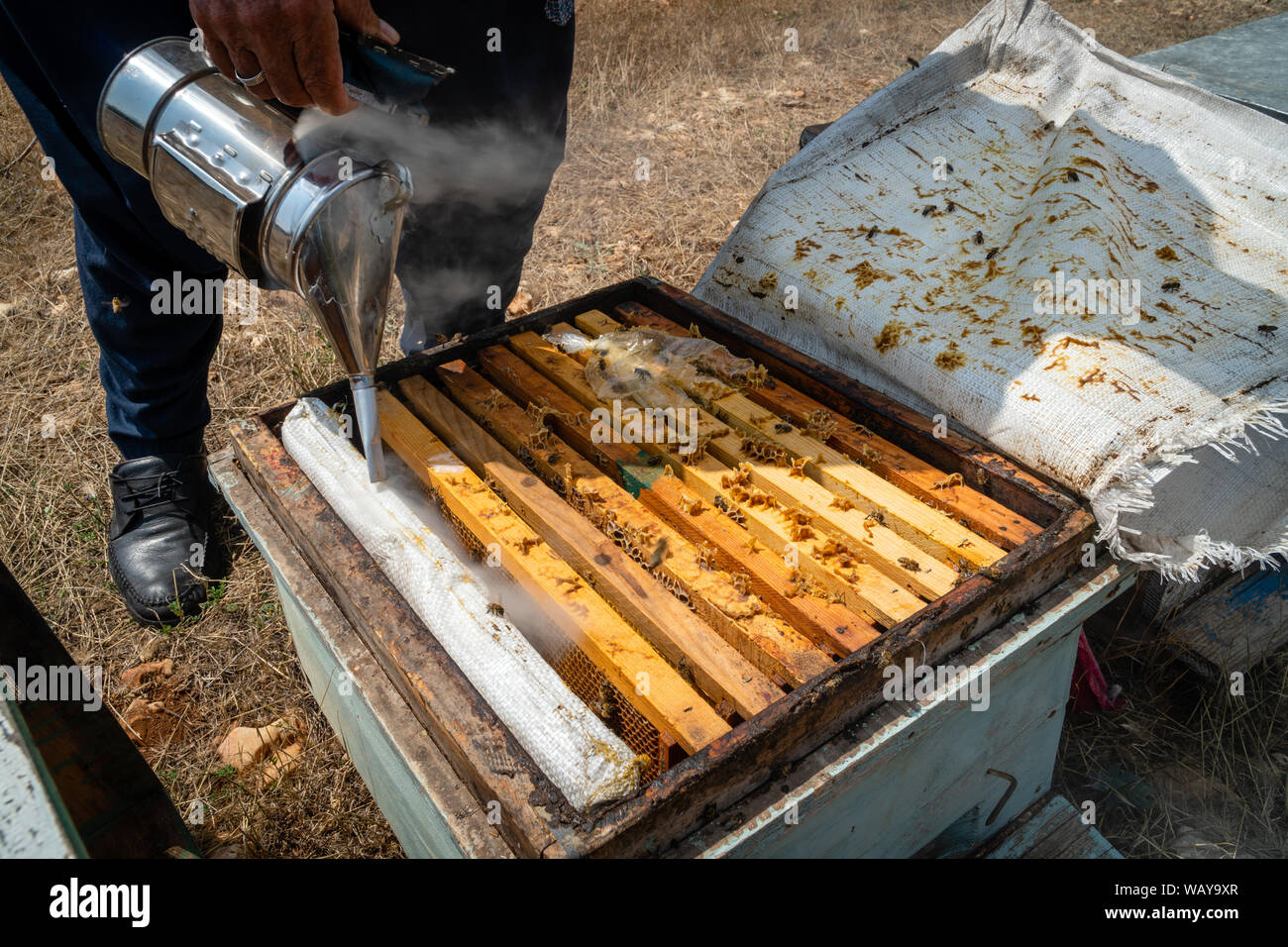 Lavoro apicoltore di raccogliere miele. Concetto di apicoltura. Foto Stock