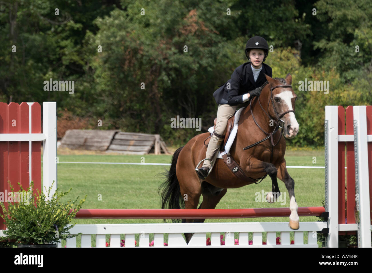 Ragazza adolescente competitivo pilota a cavallo salta in mostra Foto Stock