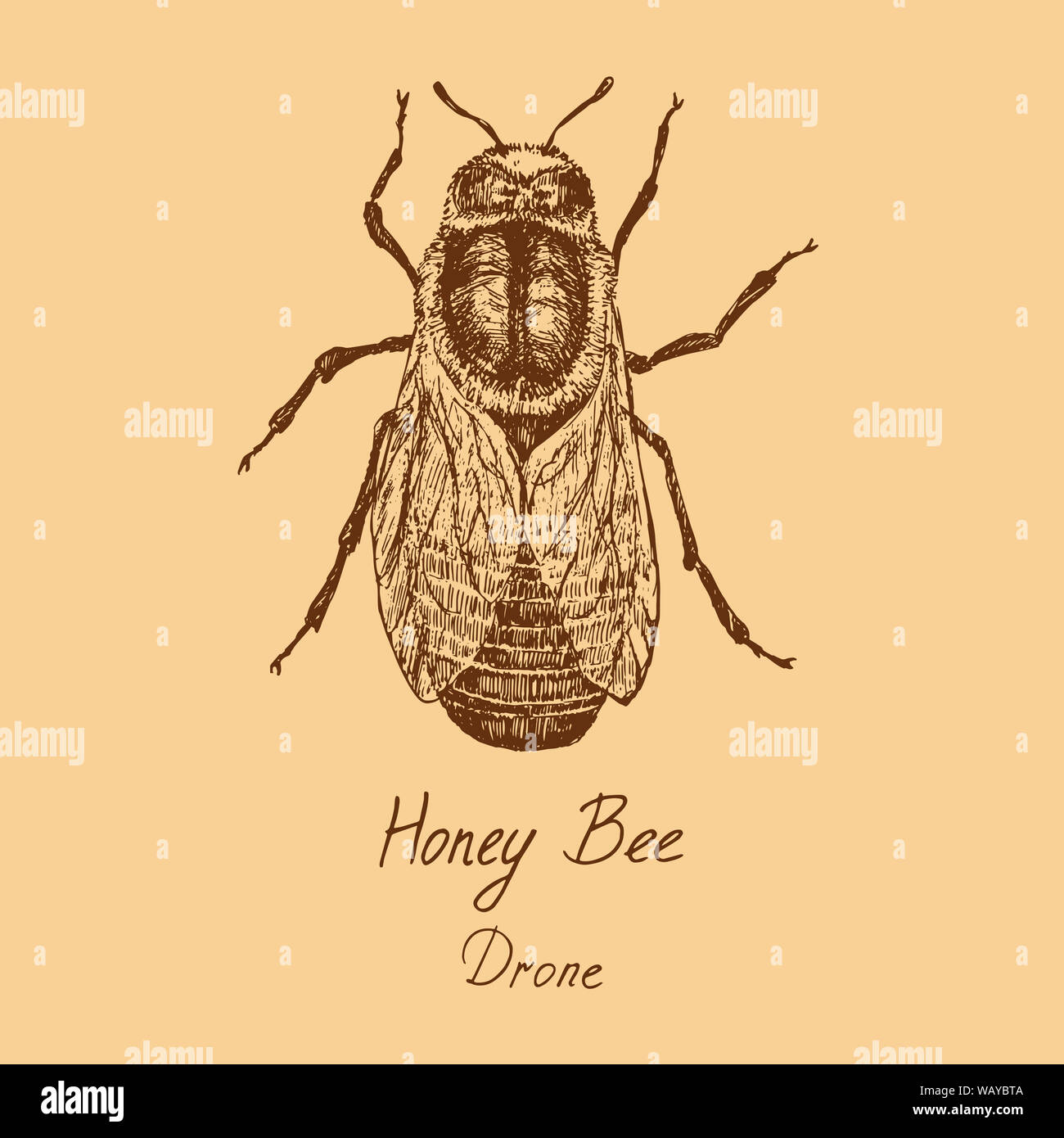 Il miele delle api drone (maschio) disegno di alta qualità inciso vintage stile illustrazione, disegnati a mano doodle, schizzo con iscrizione e caldi colori tenui Foto Stock