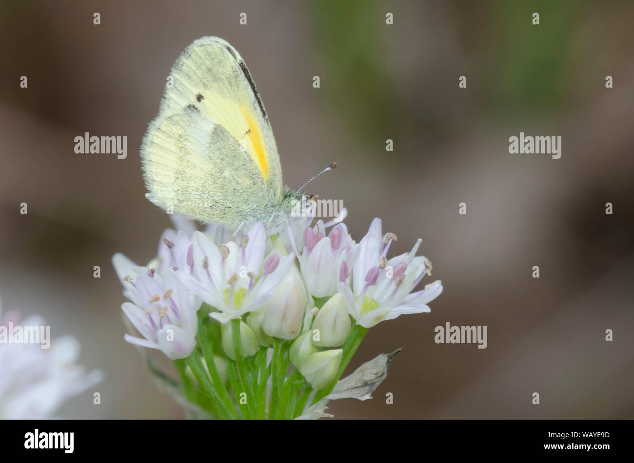 Dolce di zolfo, Nathalis iole, nectaring da prato, aglio Allium canadense Foto Stock