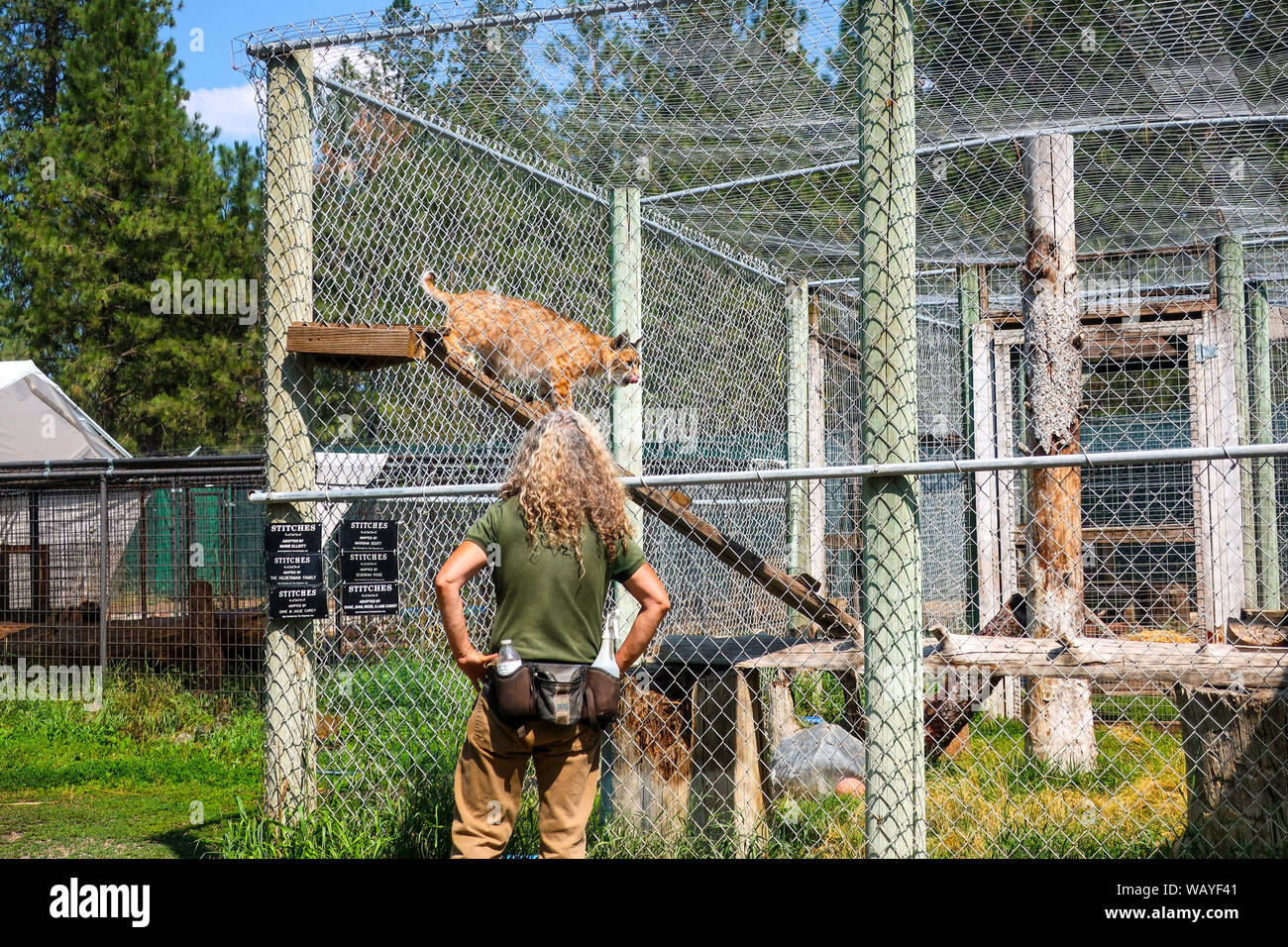 Un zoologo funziona con una lince in una gabbia a Gatto Tails Zoological Park vicino a Spokane, Washington. Foto Stock
