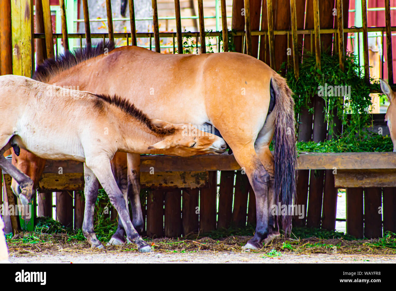 Un cavallo di Przewalski cub bevande latte da sua madre. Mondo Animale. Foto Stock