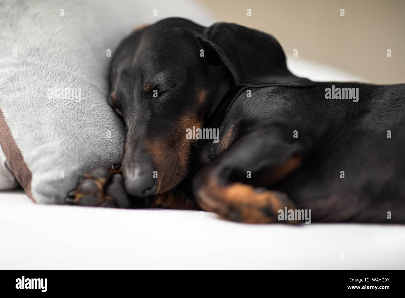 Salsicce bassotto cane dorme sotto la coperta del letto in camera da letto,  ill ,malati o stanchi, il foglio di copertura del suo corpo Foto stock -  Alamy