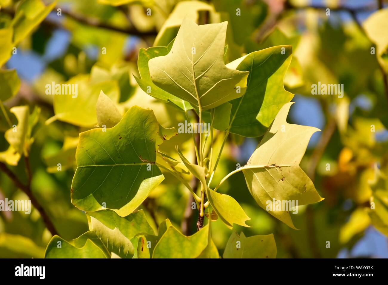 Foglie di un American tulip tree (Liriodendron Tulipifera). Foto Stock