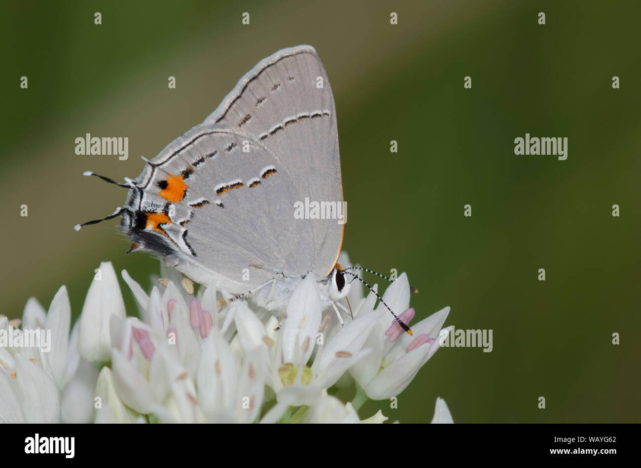 Grigio, Hairstreak Strymon melinus, nectaring da prato, aglio Allium canadense Foto Stock