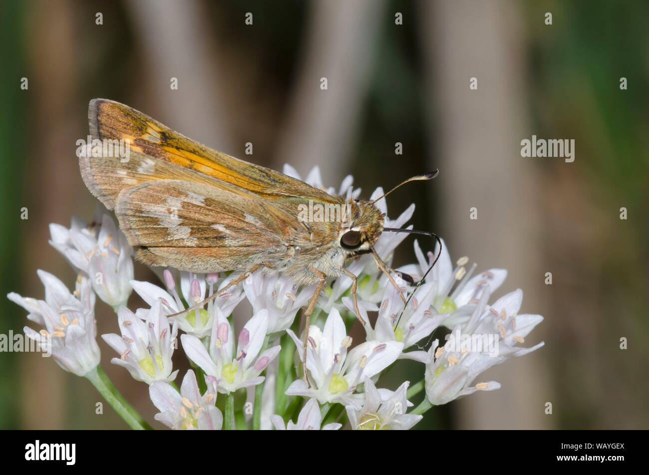 Sachem, Atalopedes huron, nettare femminile da Meadow Garlic, Allium canadense Foto Stock