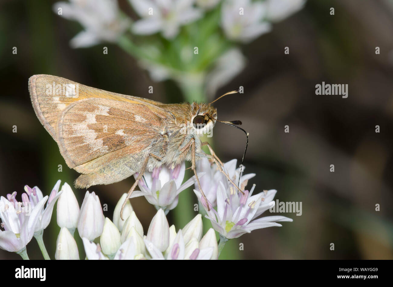 Sachem, Atalopedes huron, nettare femminile da Meadow Garlic, Allium canadense Foto Stock
