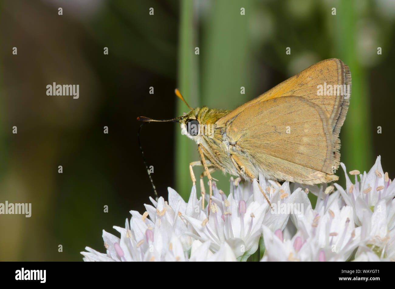Crossline Skipper, Limochores origenes, Nectaring from Meadow Garlic, Allium canadense Foto Stock