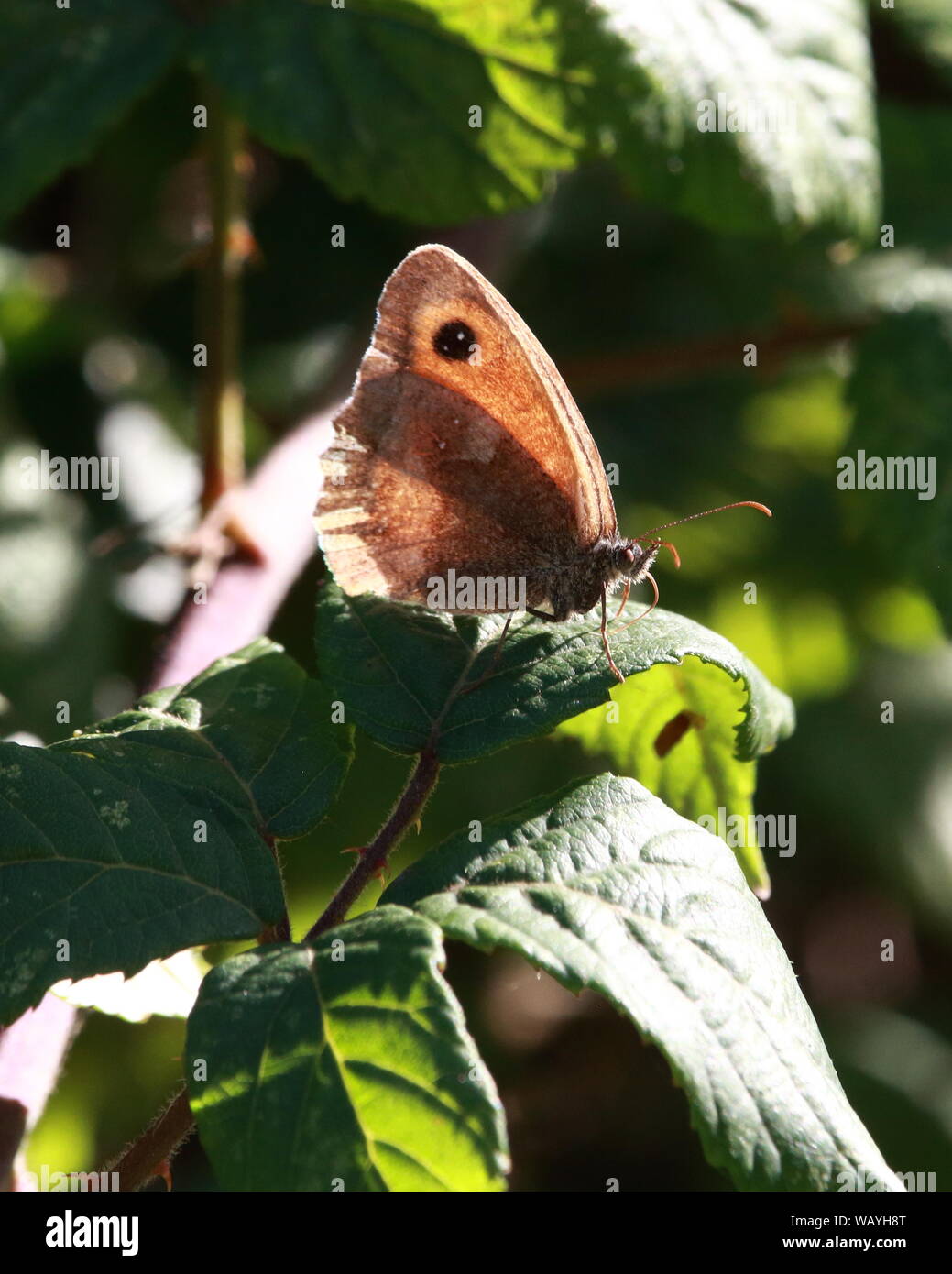 Butterfly Meadow Brown Foto Stock