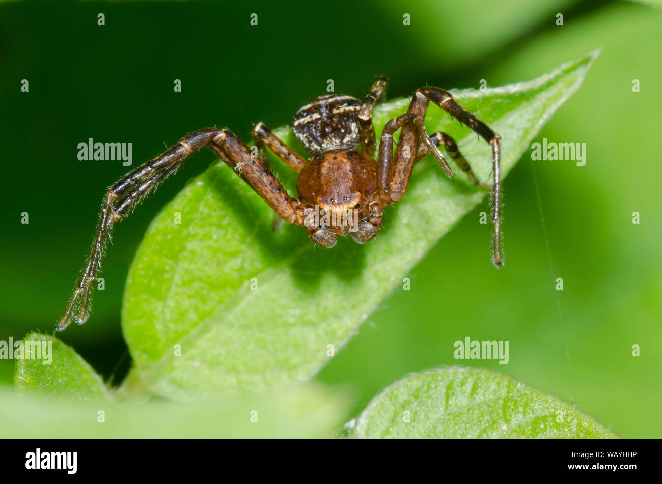 Massa ragno granchio, Xysticus sp., maschio Foto Stock
