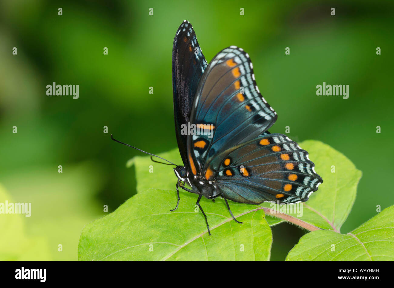 Pezzata di rosso porpora, Limenitis arthemis astianatte Foto Stock