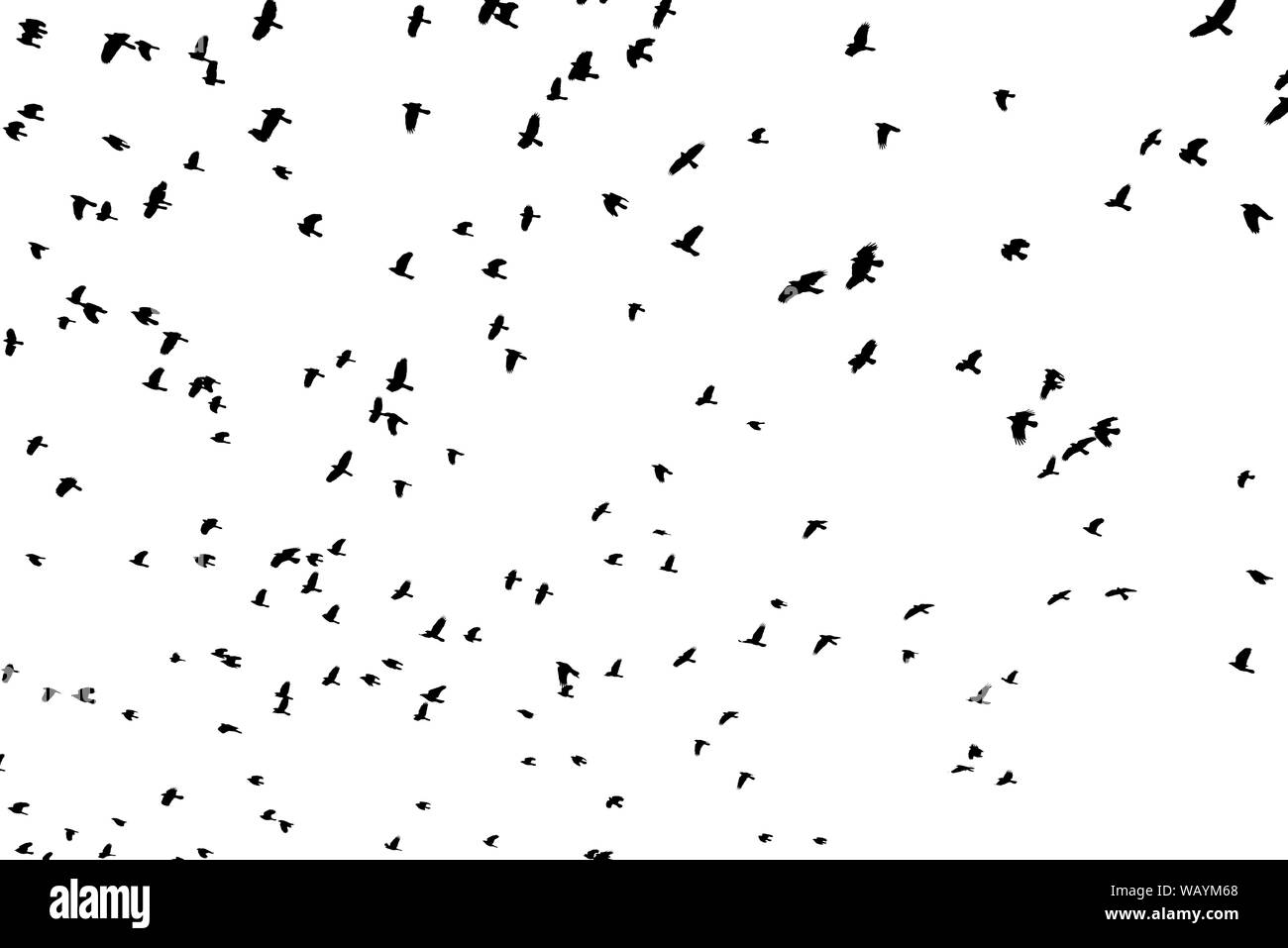 Grande gregge di black bird forme battenti stagliano contro uno sfondo bianco. Foto Stock