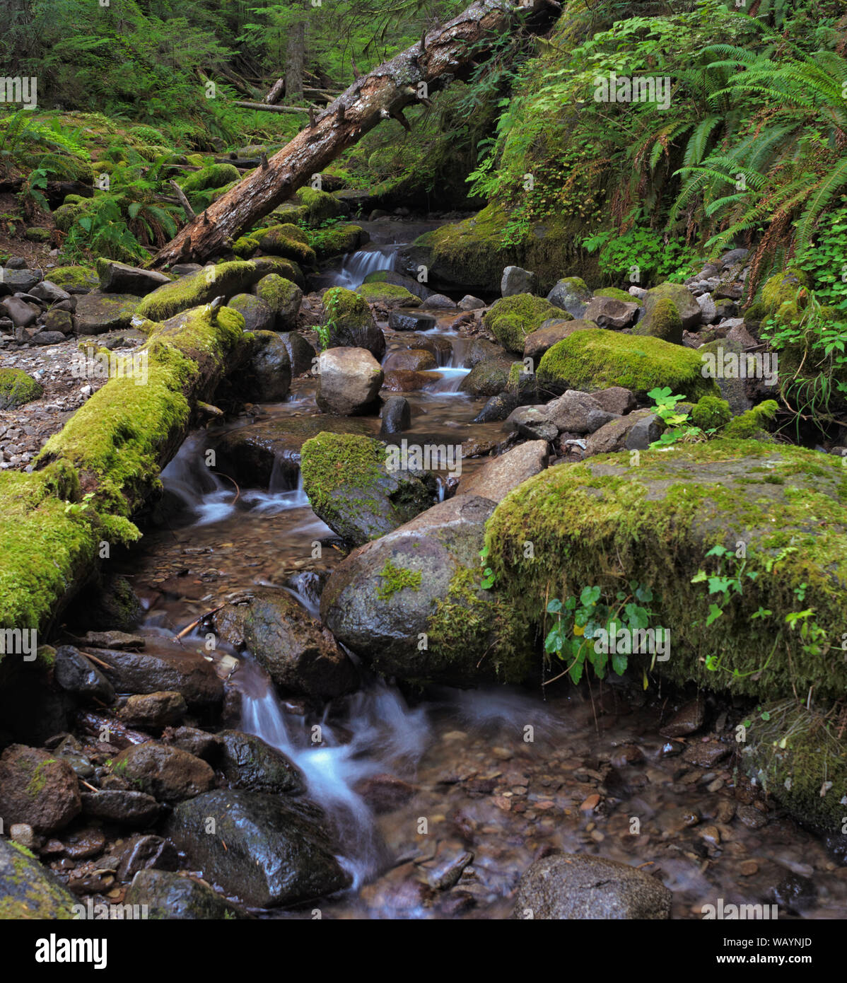 Parker Creek Falls, al Picco di Marys in Oregon Coast Range a ovest di Corvallis, Oregon Foto Stock