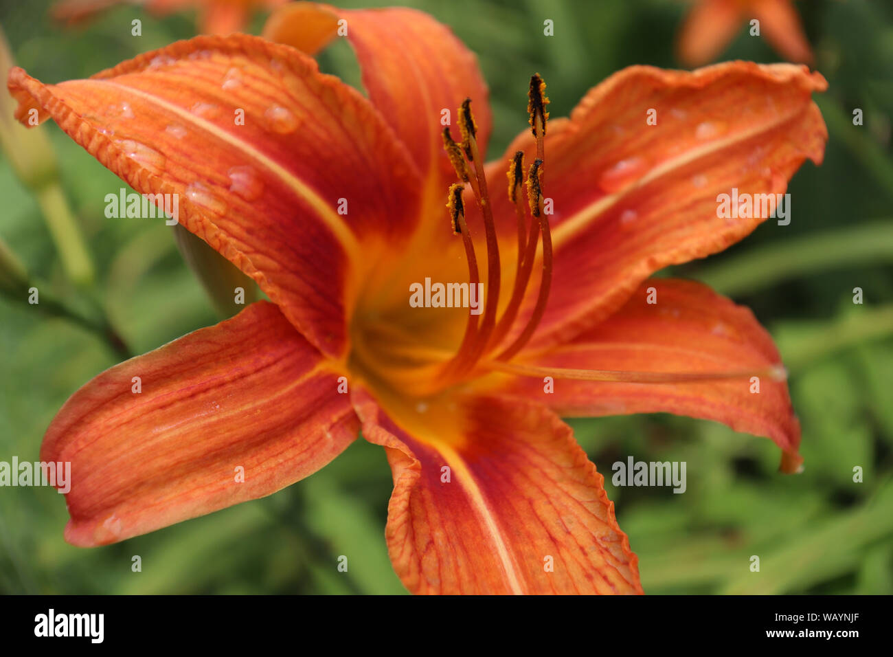 Un giglio rosso dopo la pioggia Foto Stock