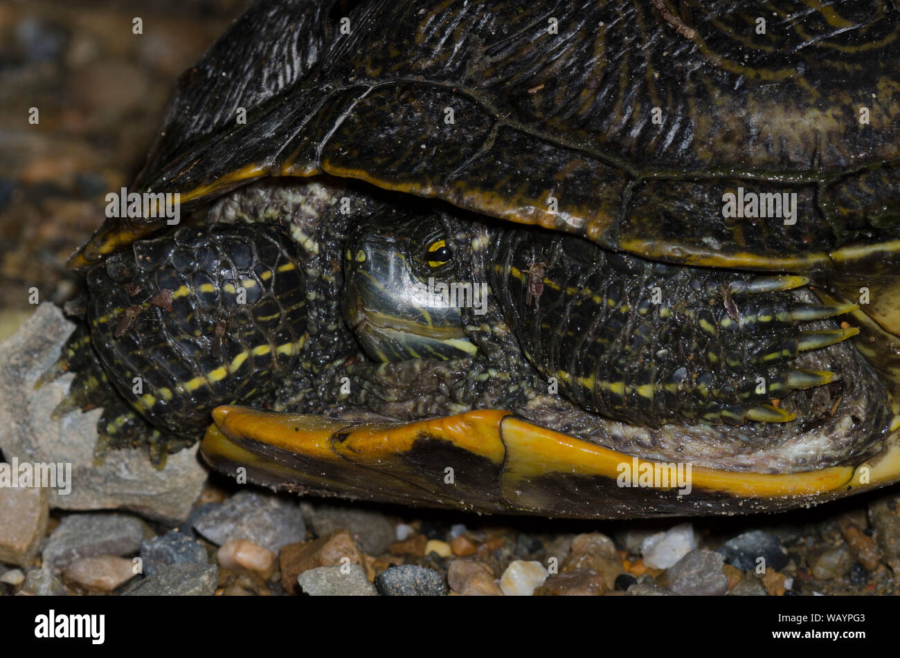 Rosso-eared slider Trachemys scripta elegans, con quattro punture di zanzare, Famiglia Culicidae Foto Stock