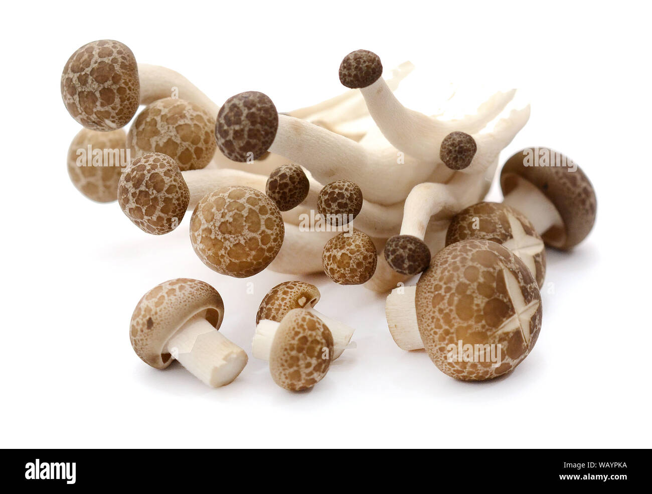Marrone fungo di faggio isolato su bianco Stock Photo Foto Stock