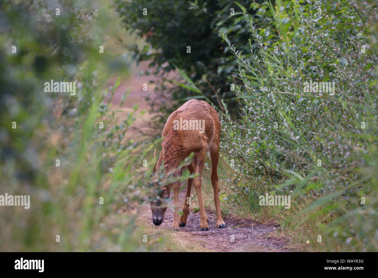 Un erbivoro selvaggio e maestoso, un cervo maschio con grandi corna circondato da verdi foglie nella foresta in una previsione giorno nuvoloso Foto Stock