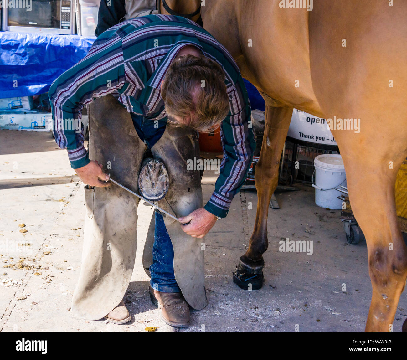 Scottsdale Arabian Horse Show Horse Fabbro Foto Stock
