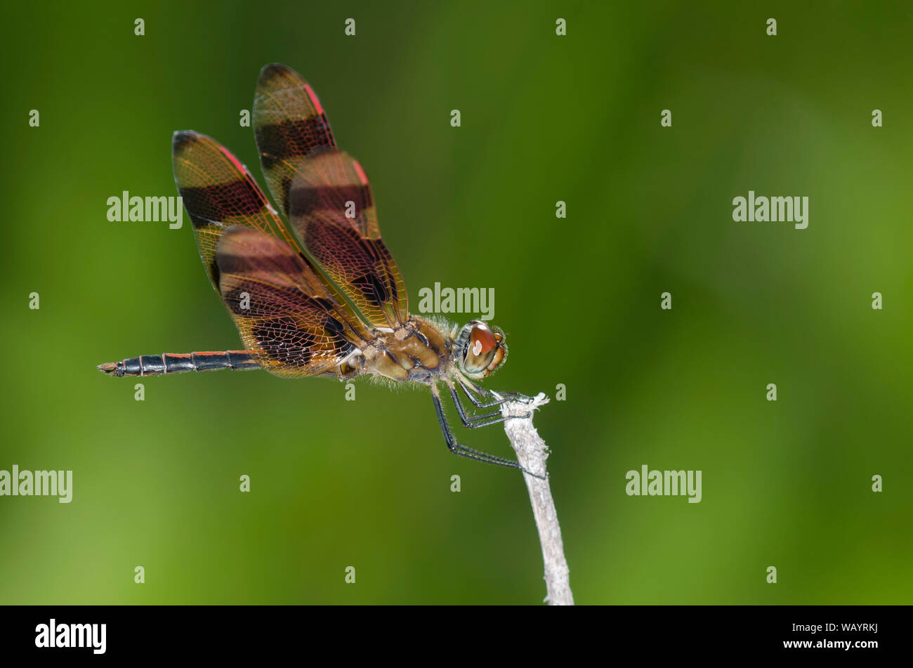 Halloween Pennant, Celithemis eponina Foto Stock