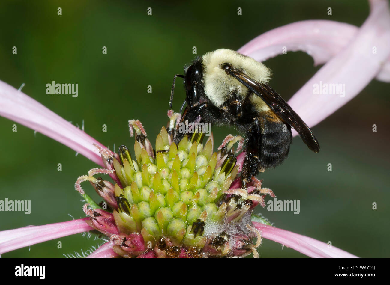 Marrone-belted Bumble Bee, Bombus griseocollis, il viola chiaro Coneflower, Echinacea pallida Foto Stock