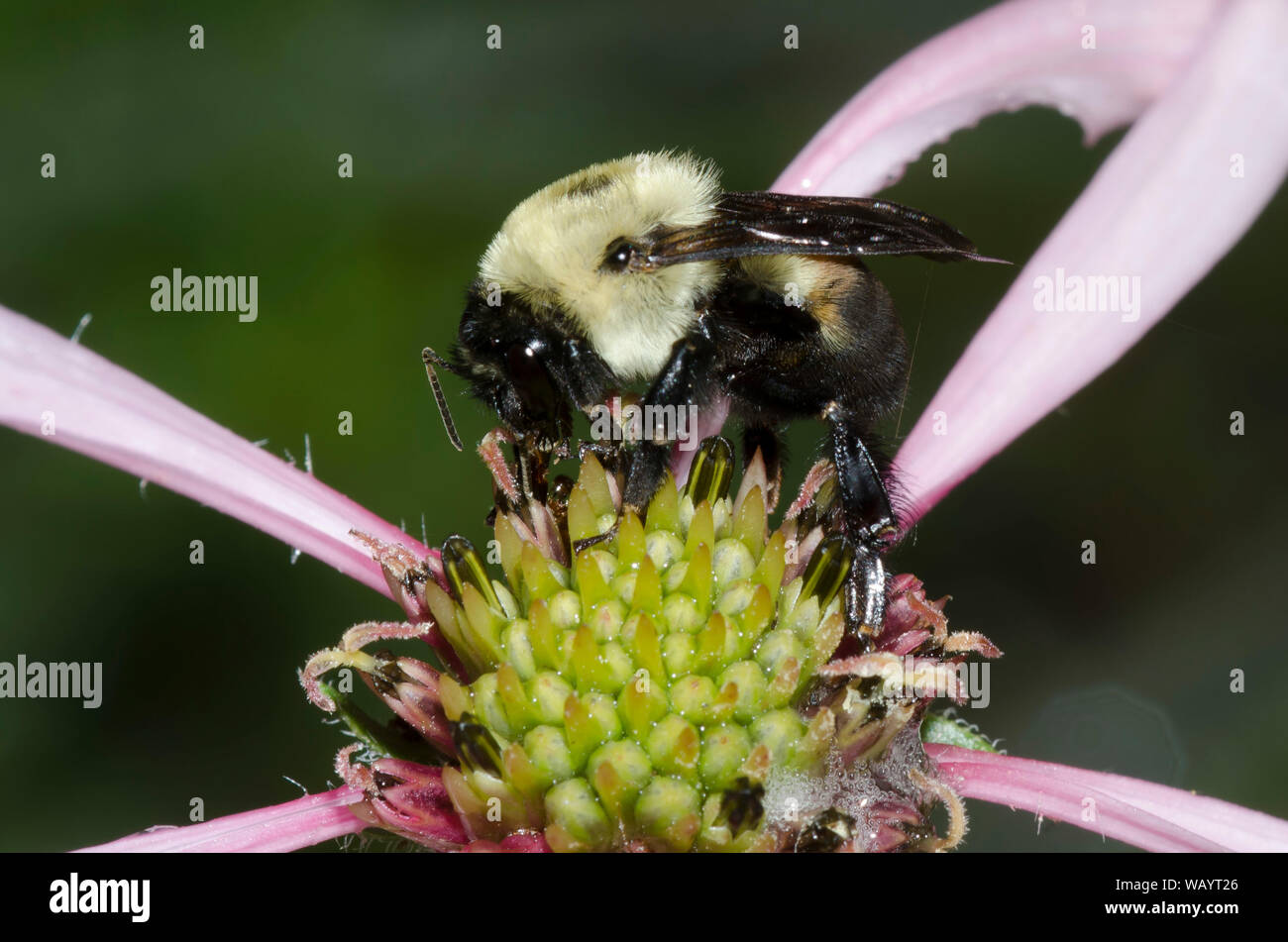 Marrone-belted Bumble Bee, Bombus griseocollis, il viola chiaro Coneflower, Echinacea pallida Foto Stock