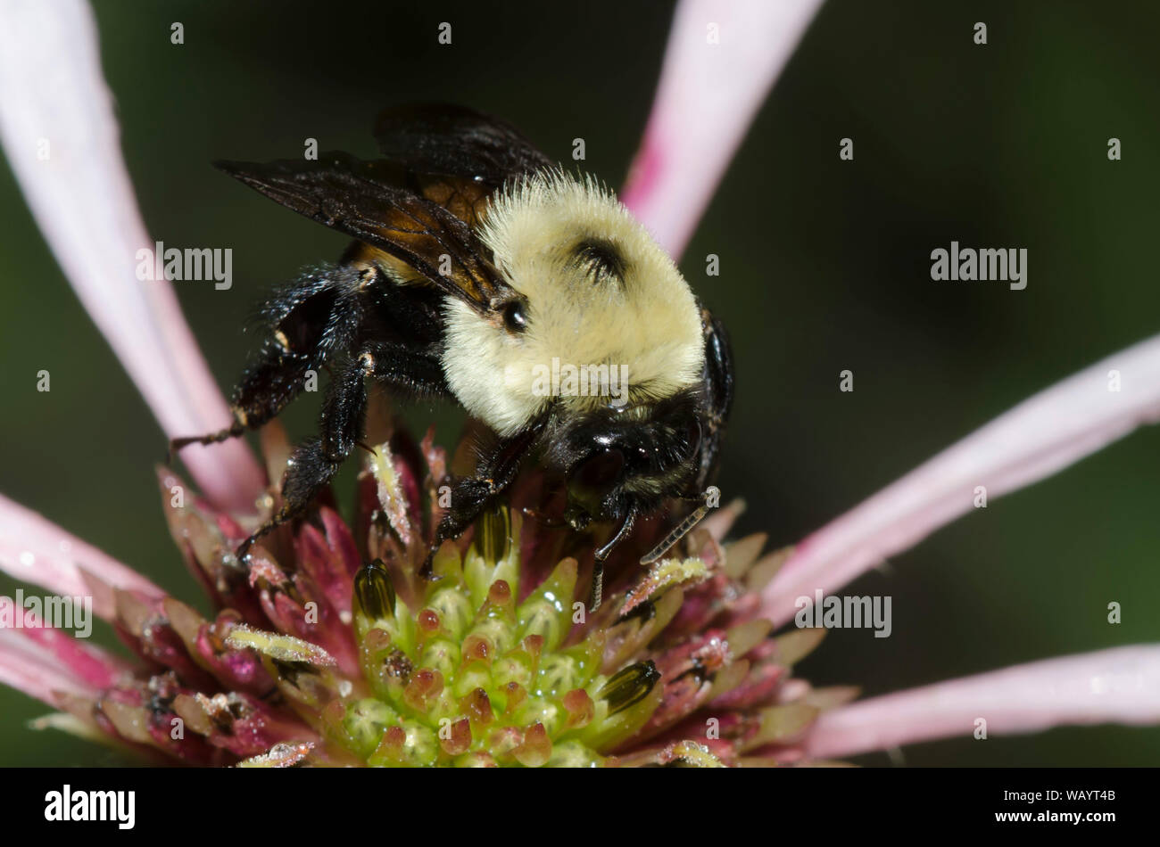 Marrone-belted Bumble Bee, Bombus griseocollis, il viola chiaro Coneflower, Echinacea pallida Foto Stock