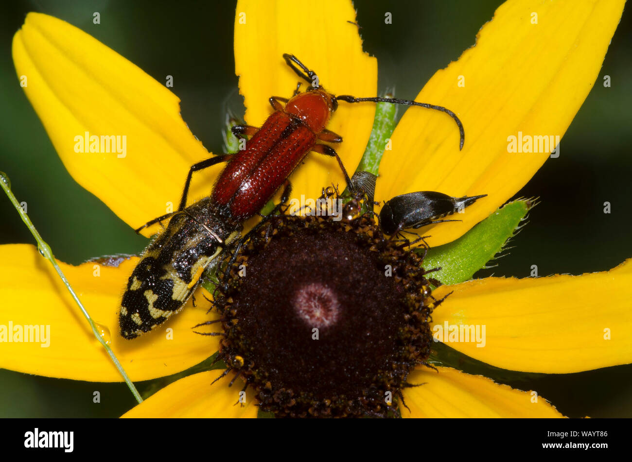 Metallizzate legno-noioso Beetle, Acmaeodera sp., Long-cornuto Beetle, Batyle suturalis, e Tumbling Flower Beetle, Famiglia Mordellidae, su black-eyed Susan Foto Stock