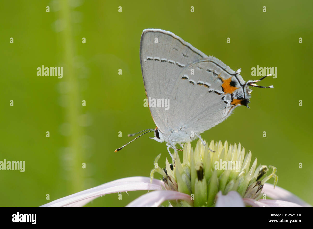 Grigio, Hairstreak Strymon melinus, il viola chiaro Coneflower, Echinacea pallida Foto Stock