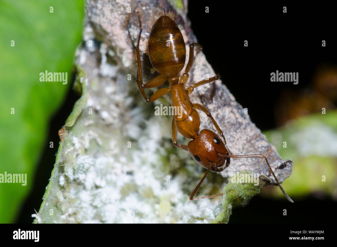 Carpenter Ant, Camponotus castaneus, tendendo afidi, Famiglia Scarabaeidae Foto Stock