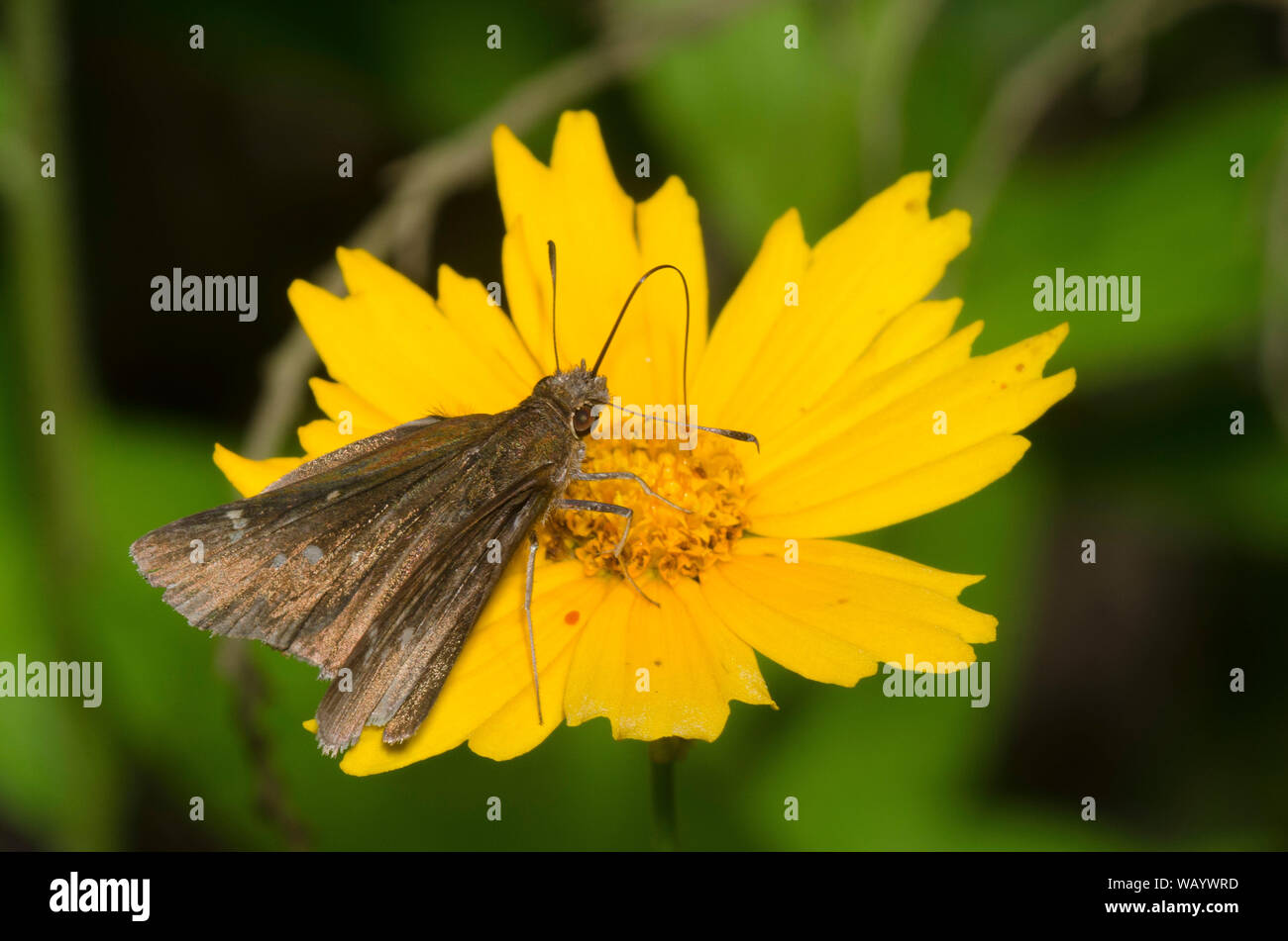 Offuscato Skipper, Lerema accius, femmina su a fiore grande tickseed, Coreopsis grandiflora Foto Stock