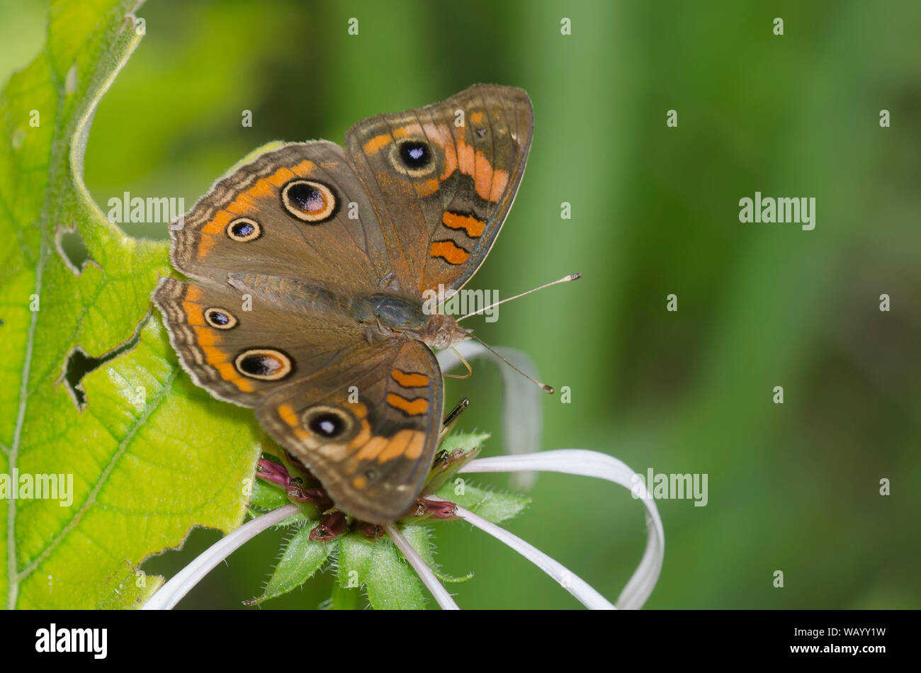 Comune di Buckeye, Junonia coenia, il viola chiaro Coneflower, Echinacea pallida Foto Stock