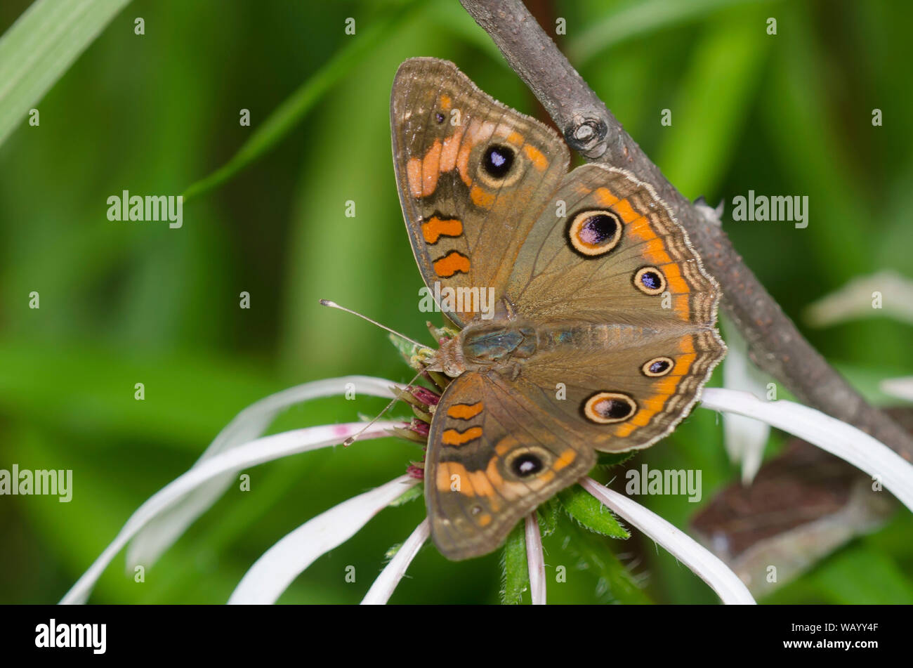 Comune di Buckeye, Junonia coenia, il viola chiaro Coneflower, Echinacea pallida Foto Stock