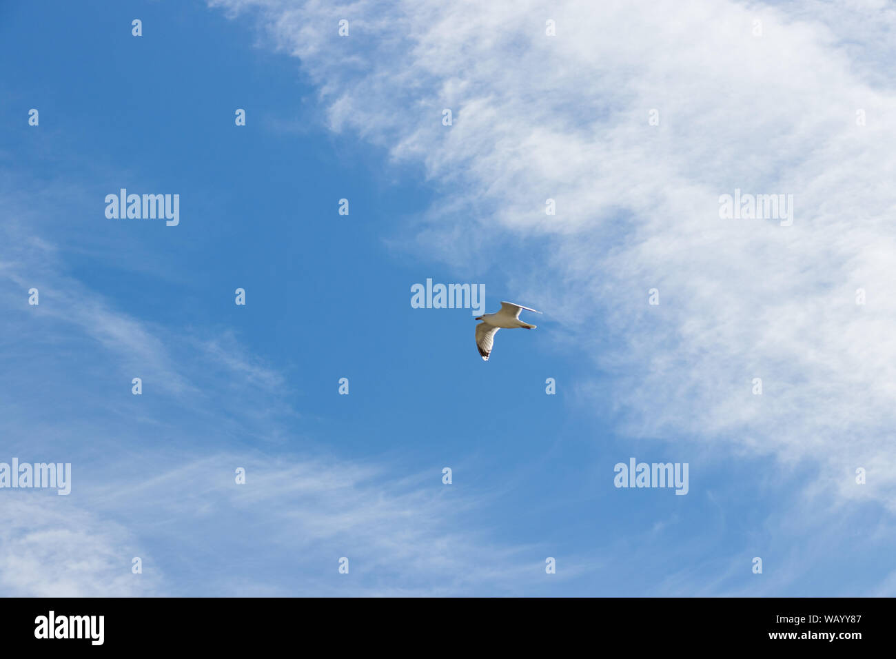 Un cielo pieno di uccelli. Uccelli che volano su un cielo nuvoloso in tutte le direzioni. Famiglie di gabbiani a Langeoog, Germania Foto Stock