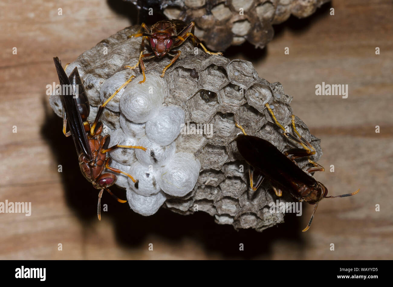 Carta Vespe Polistes annularis, sul nido Foto Stock