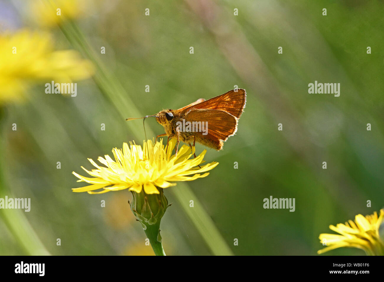 Orange skipper butterfly eventualmente piccole Essex o lulworth skipper nome latino thymelicus sylvestris, lineola o acteon dalla famiglia hesperiidae Foto Stock