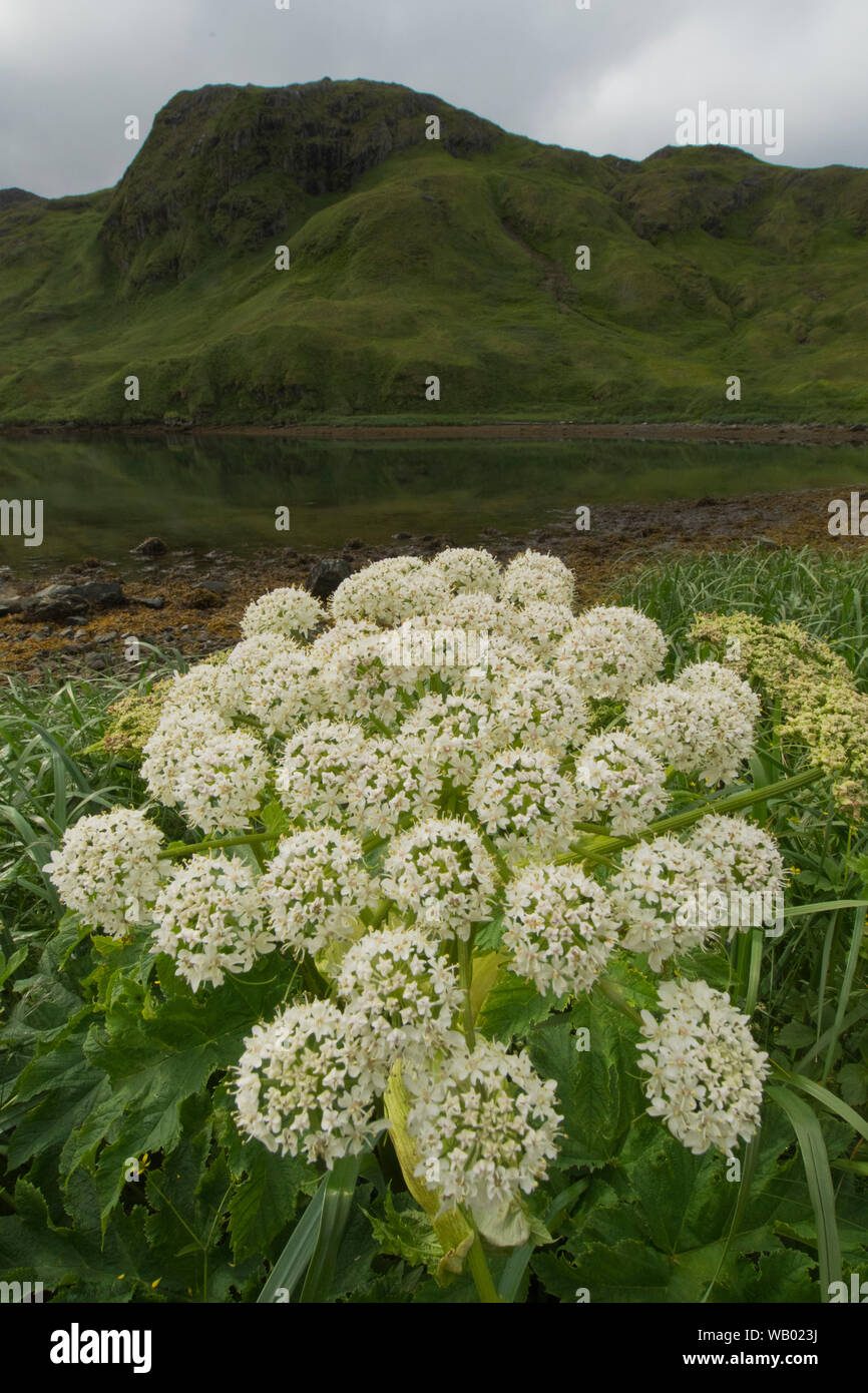 Mucca pastinaca fiori (Heracleum lanatum), un dito Bay, Adak Island, isole Aleutian, Alaska Foto Stock