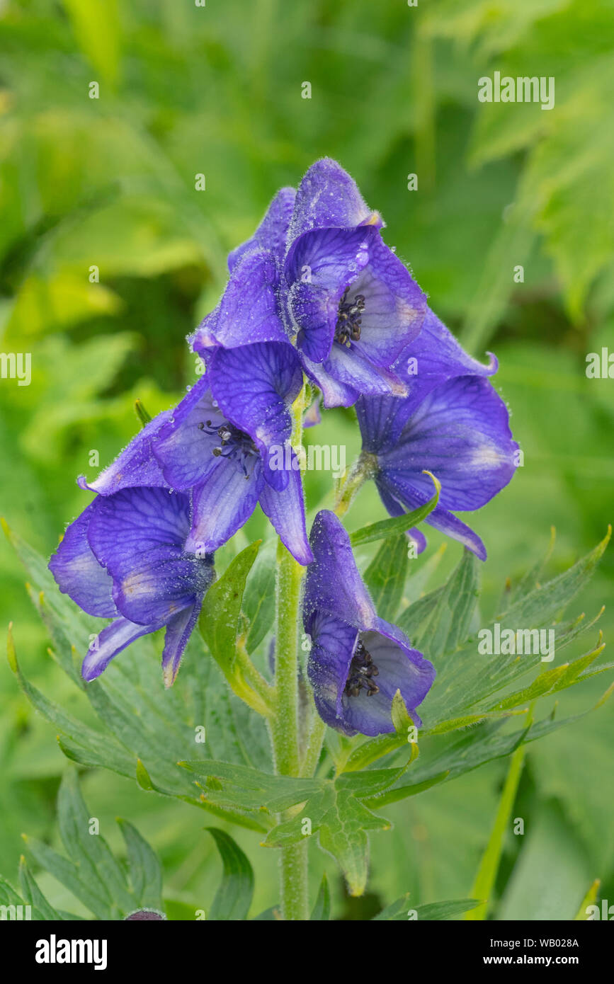 Monkshood fiori (Aconitum massimo) Adak Island, isole Aleutian, Alaska Foto Stock