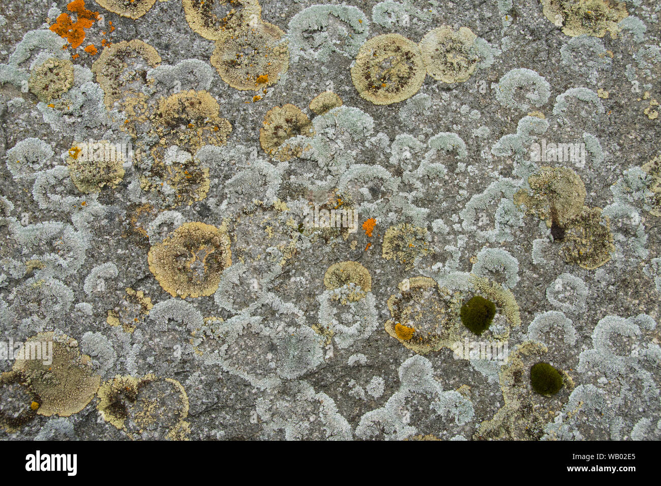Dettaglio del lichen coperto rock, Adak Island, isole Aleutian, Alaska Foto Stock