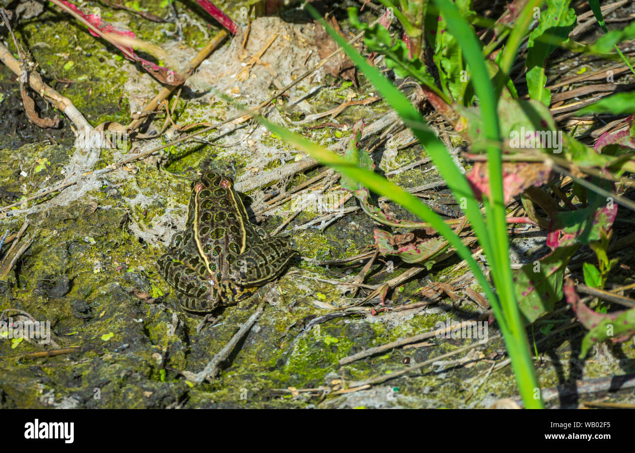 Adulto Northern Leopard (rana Lithobates pipiens) siede in tifa marsh tra lenticchie d'acqua, Castle Rock Colorado US. Foto scattata in agosto. Foto Stock