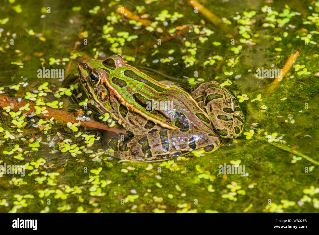 Adult Plains Leopard Frog- (Lithobates blairi- ex Rana blairi) si trova in palude di crataglie tra le alghe, Castle Rock Colorado USA. Foto Stock