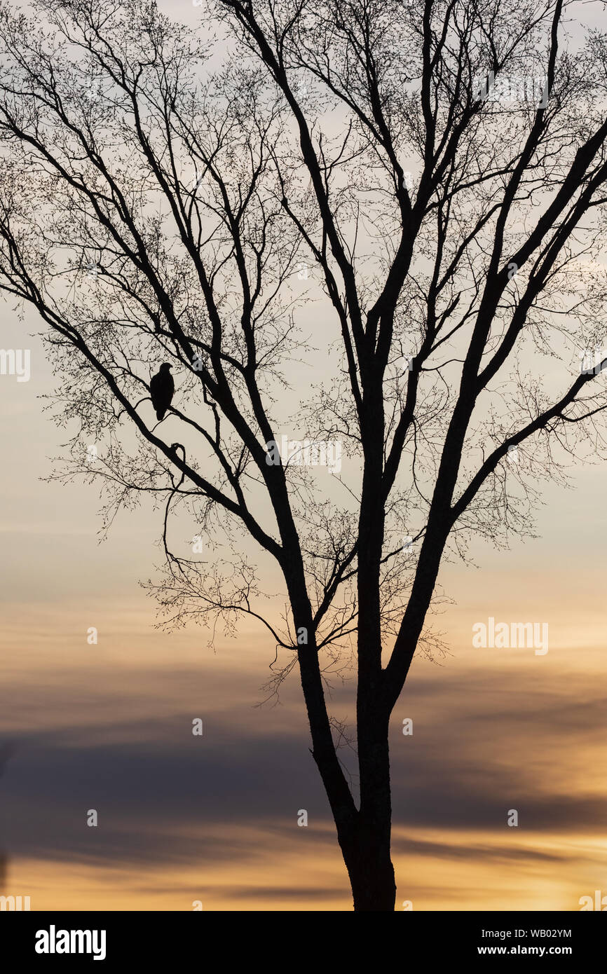 Silhouette di un immaturo aquila calva in una struttura ad albero in erba. Foto Stock