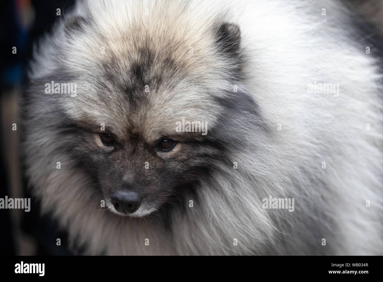 Holland, Michigan, Stati Uniti d'America - 11 Maggio 2019: Tulip Time Parade, una grave alla ricerca di Keeshond, fissando la telecamera, il cane nazionale dell'Olanda Foto Stock