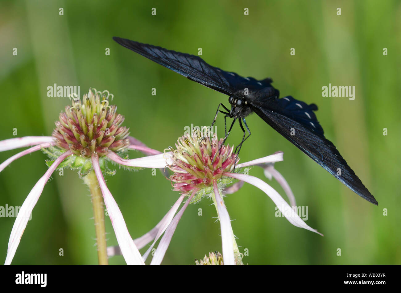 A coda di rondine Pipevine, Battus philenor, nectaring sul viola chiaro Coneflower, Echinacea pallida Foto Stock