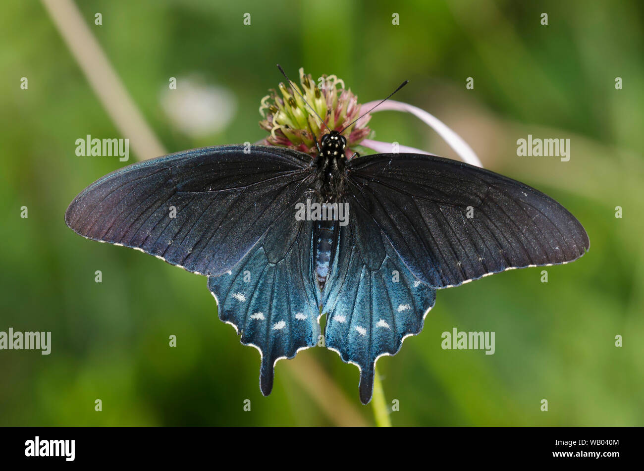 A coda di rondine Pipevine, Battus philenor, nectaring sul viola chiaro Coneflower, Echinacea pallida Foto Stock