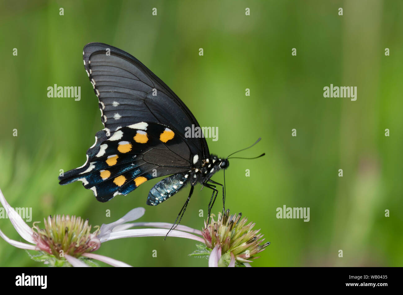 A coda di rondine Pipevine, Battus philenor, nectaring sul viola chiaro Coneflower, Echinacea pallida Foto Stock