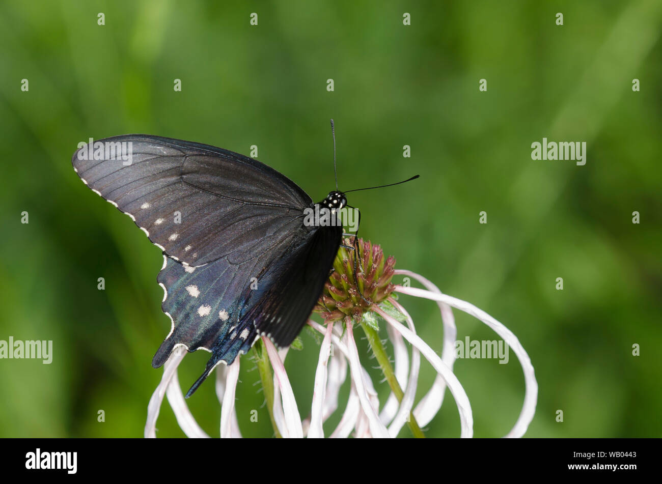 A coda di rondine Pipevine, Battus philenor, nectaring sul viola chiaro Coneflower, Echinacea pallida Foto Stock