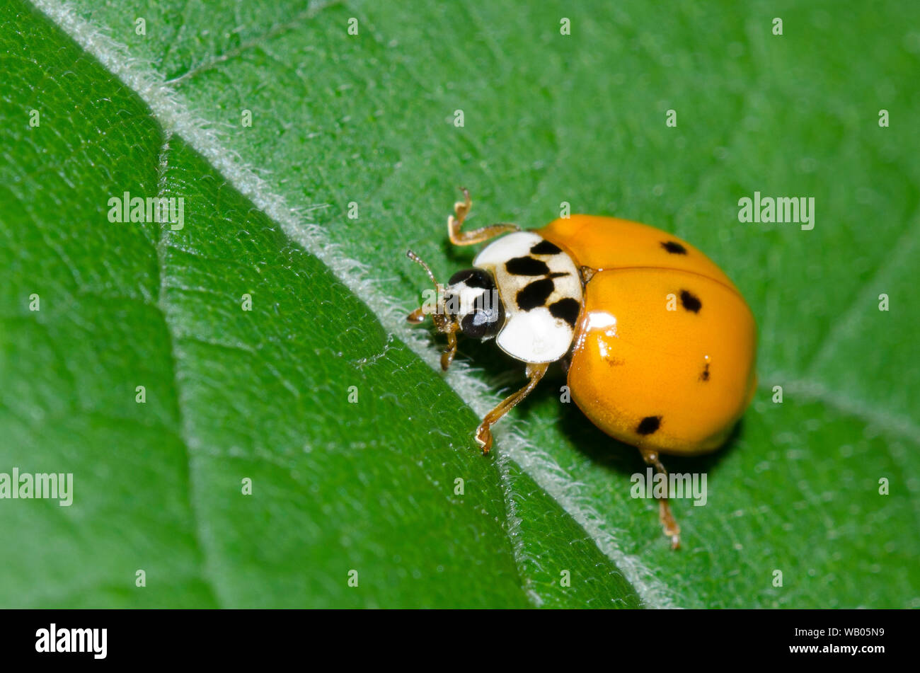 Asian Lady Beetle, Harmonia axyridis Foto Stock